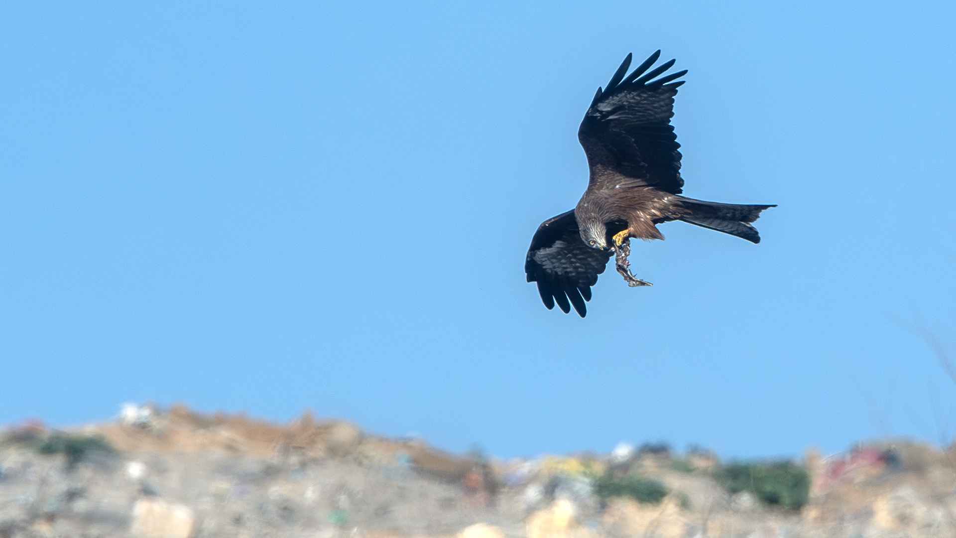 Black Kite